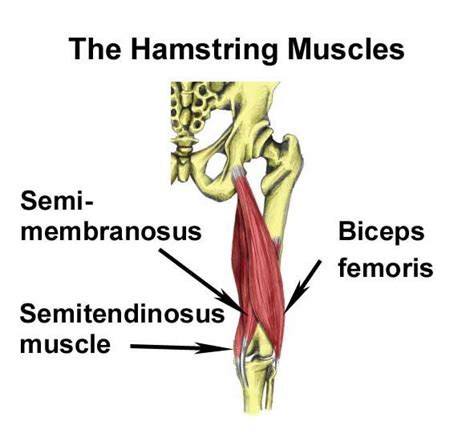 physical therapy for strained hamstring